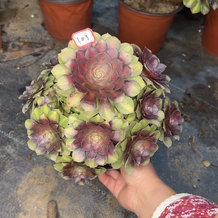 抹茶103多肉植物法师