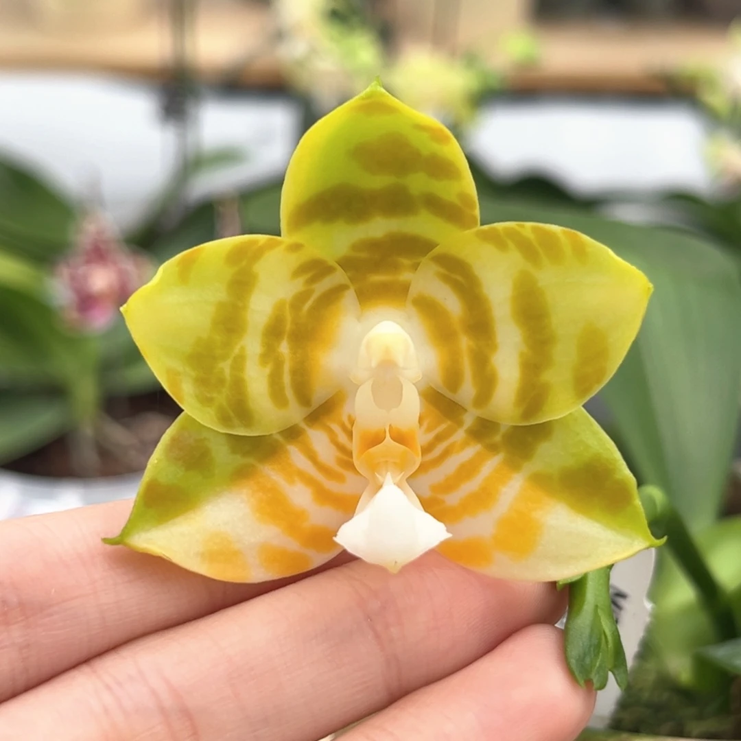 完全开放陶瓷杯弥陀反射王开花株