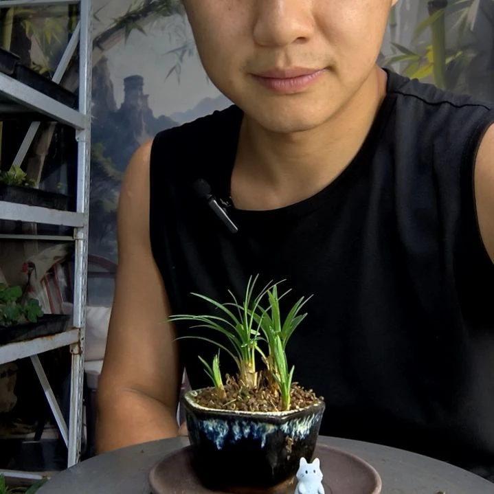 柑***茶中青园艺一物一拍205