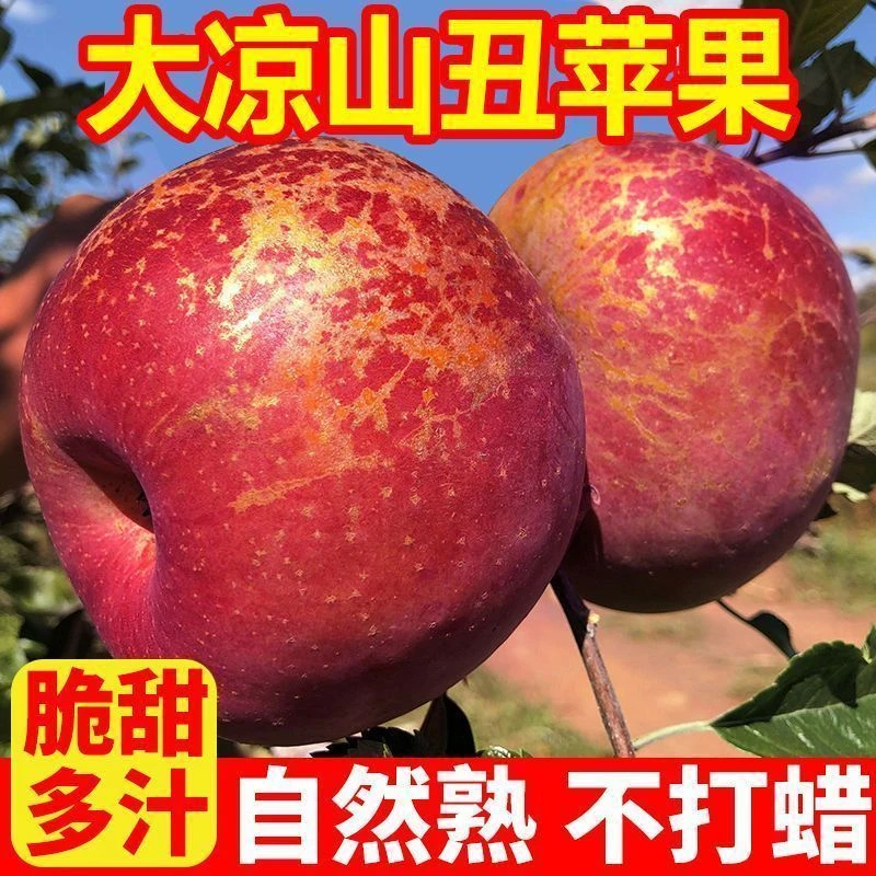 正宗大凉山盐源丑苹果多仓发货新鲜现摘脆甜多汁水果A