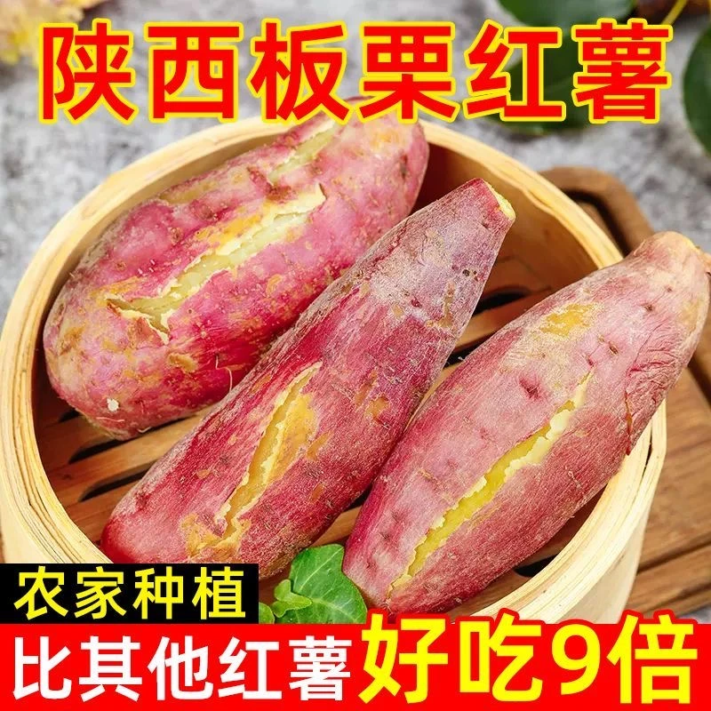 临潼沙地板栗红薯粉糯香甜白心番薯蜜薯地瓜正宗陕西板栗薯包邮