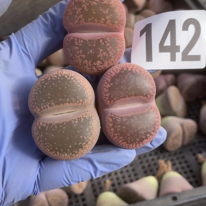 用***9满20包邮除偏远地区142