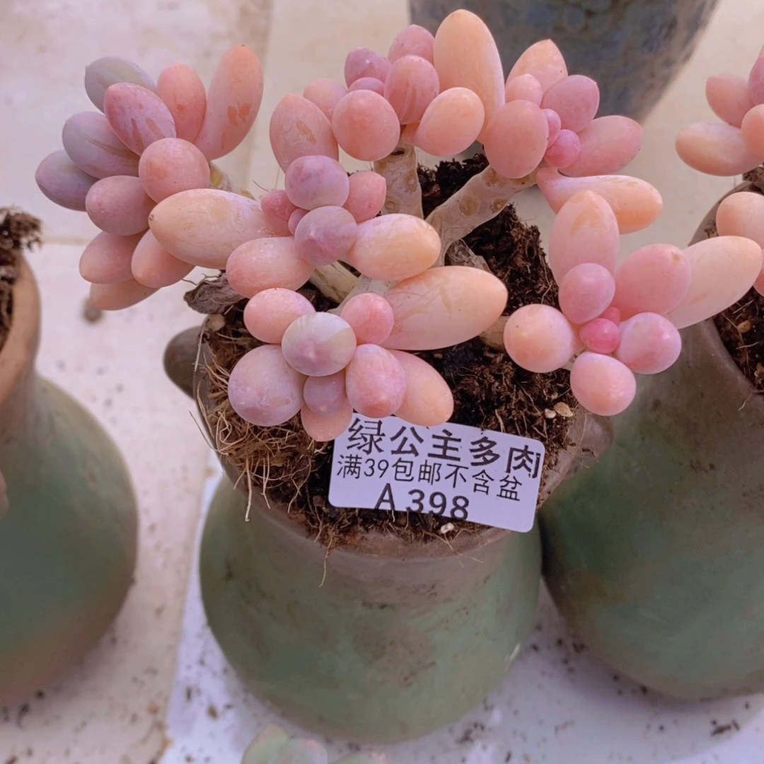 香水手指奶10cm398多肉植物