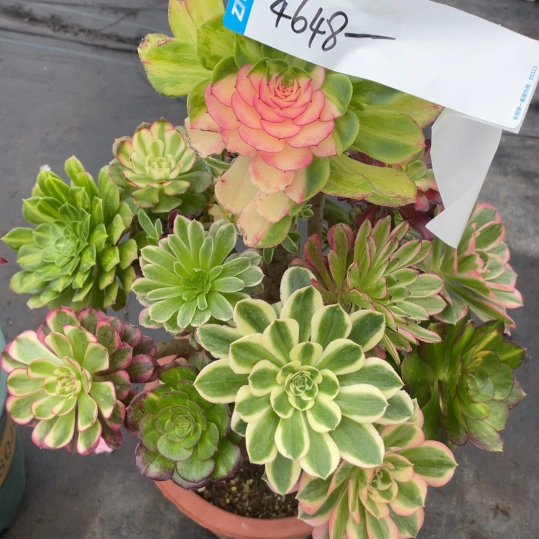 紫砂茶杯4648哥哥哥哥哈哈哈