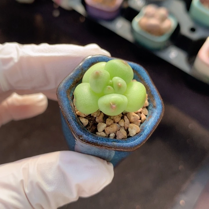 萤火虫 超透 3头 小杆子