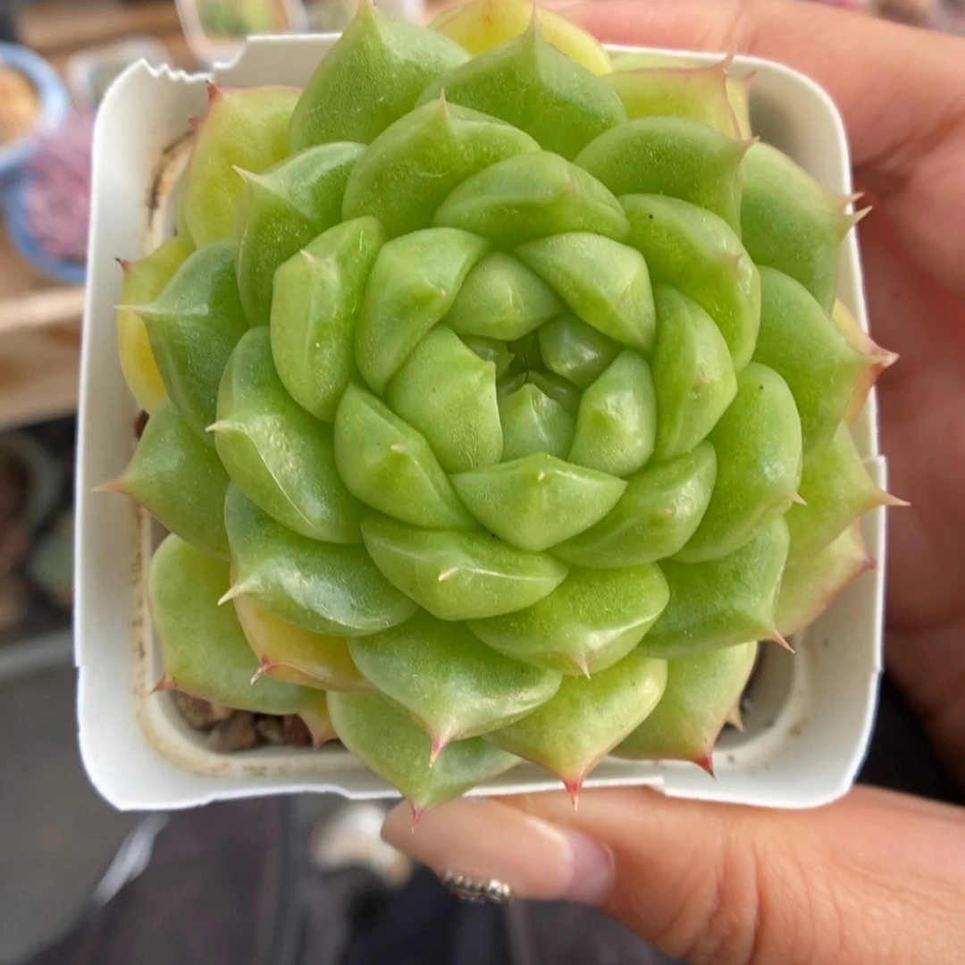 灯泡珍妮可拍876号。