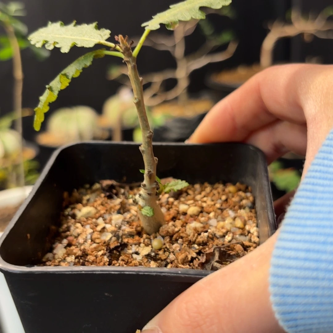 娜娜乳香带盆土。