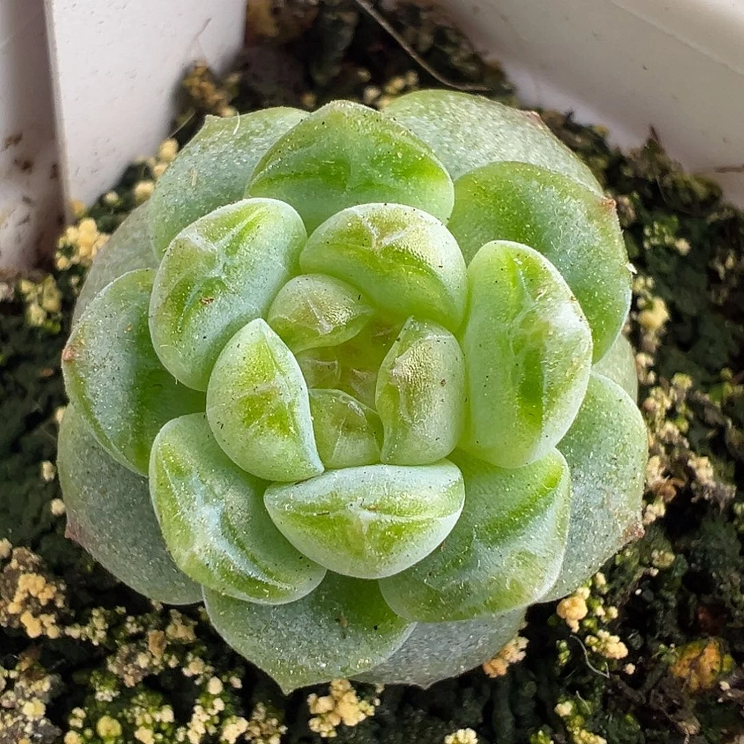 风花雪月清。
