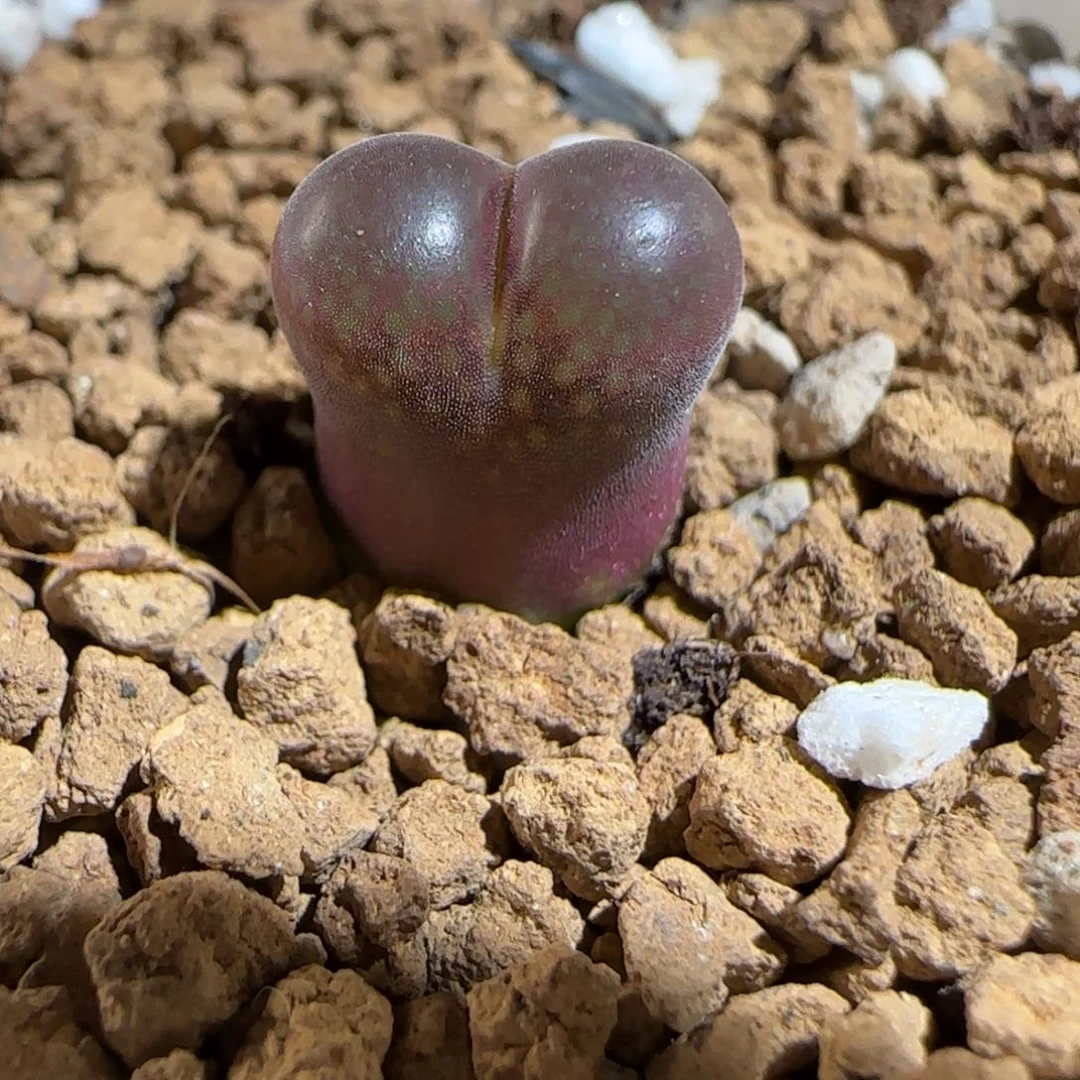 肉锥多肉植物组合-6km风铃1418