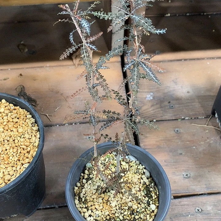 银叶索科特拉88888888