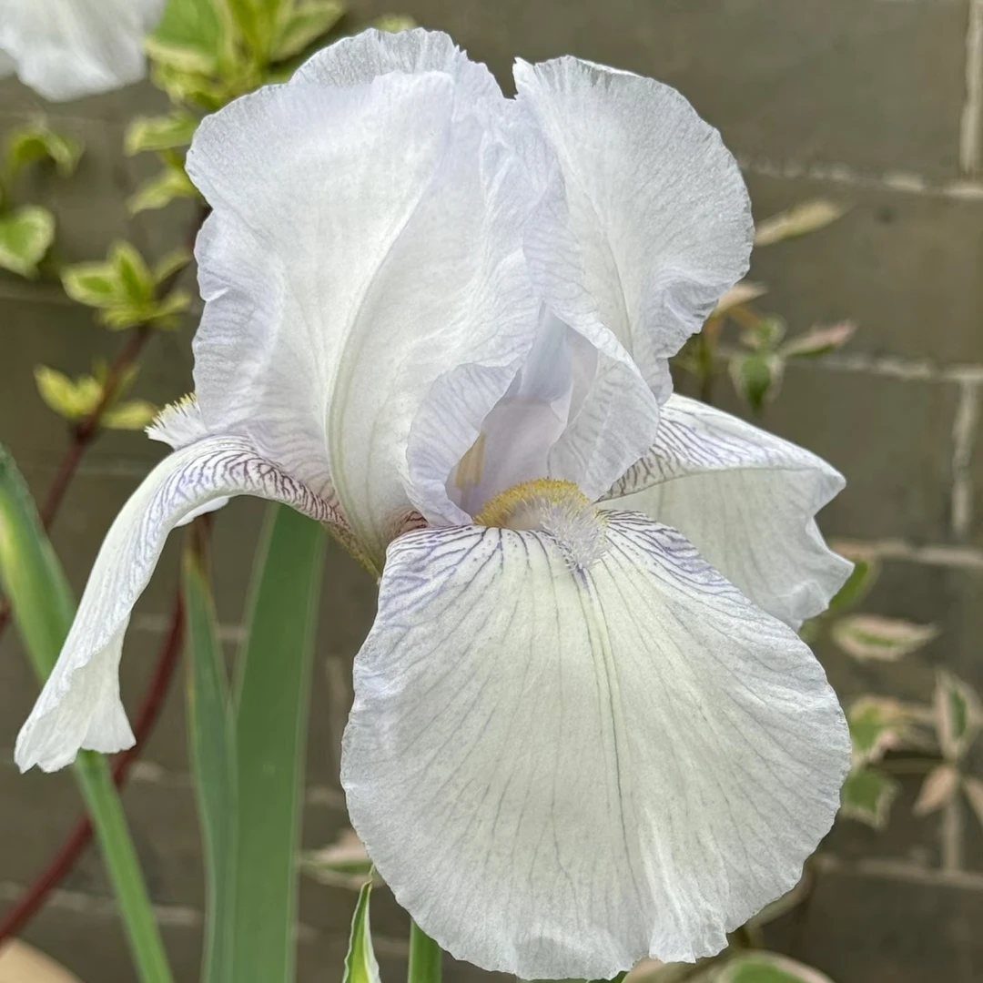 德国鸢尾 英国小屋 丰花型 开花高度 60cm 左右