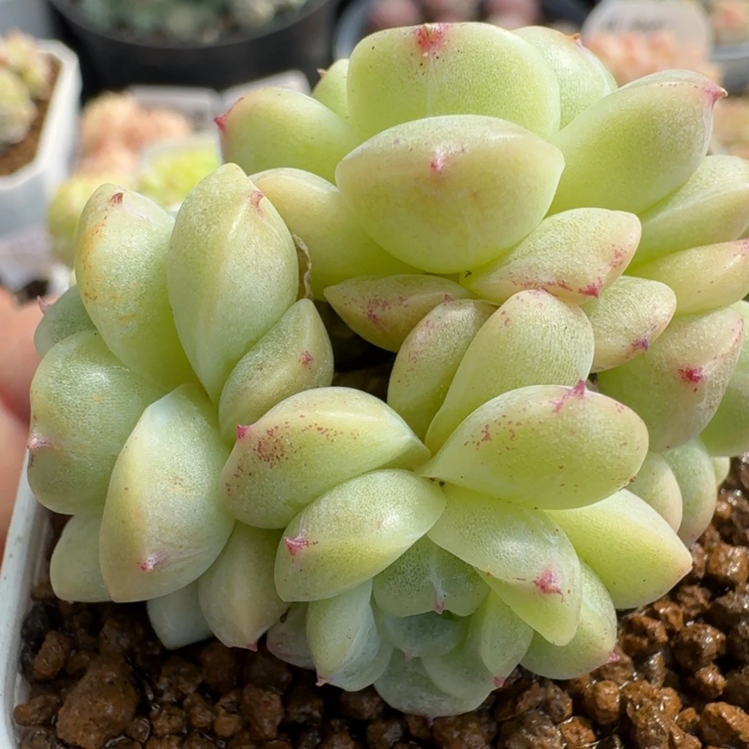 一物一拍一物一拍12-14-782