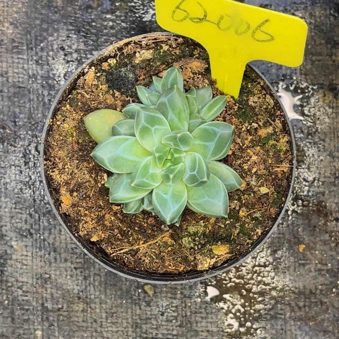 安***身62006号早上多肉植物群生
