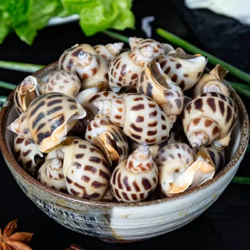 新鲜大花螺500g