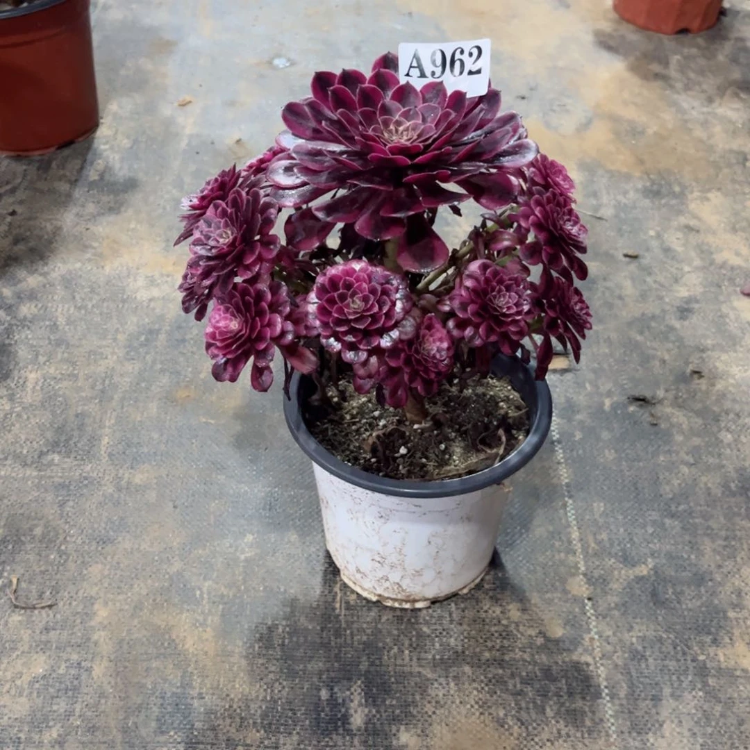 陈***陈嫩桩黑铜白962多肉植物