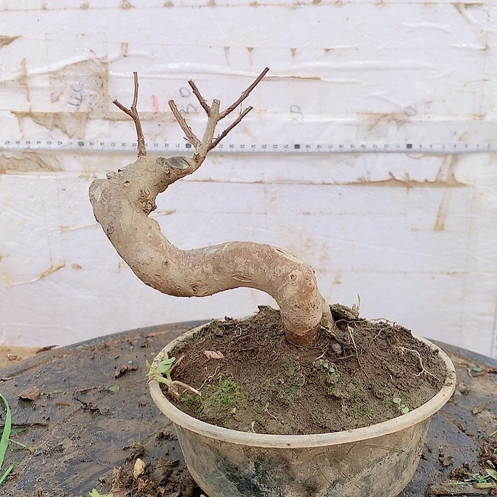 当前无花栽培后可以开花