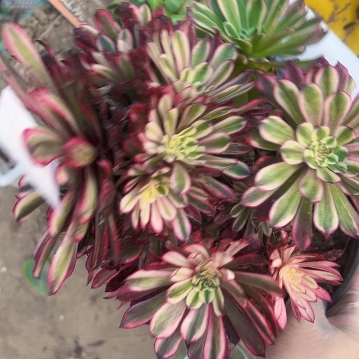 4219多肉植物法师法师