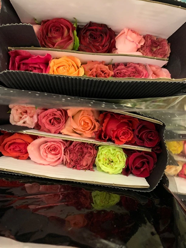 单头玫瑰 品牌混色稀有新品体验装 云南直发三单共享一个运费