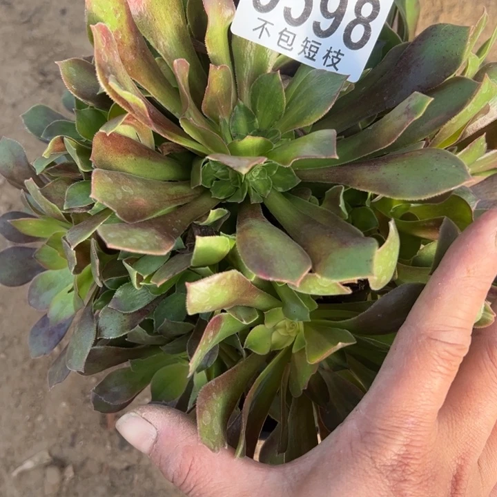 流星雨多肉植物法师9598