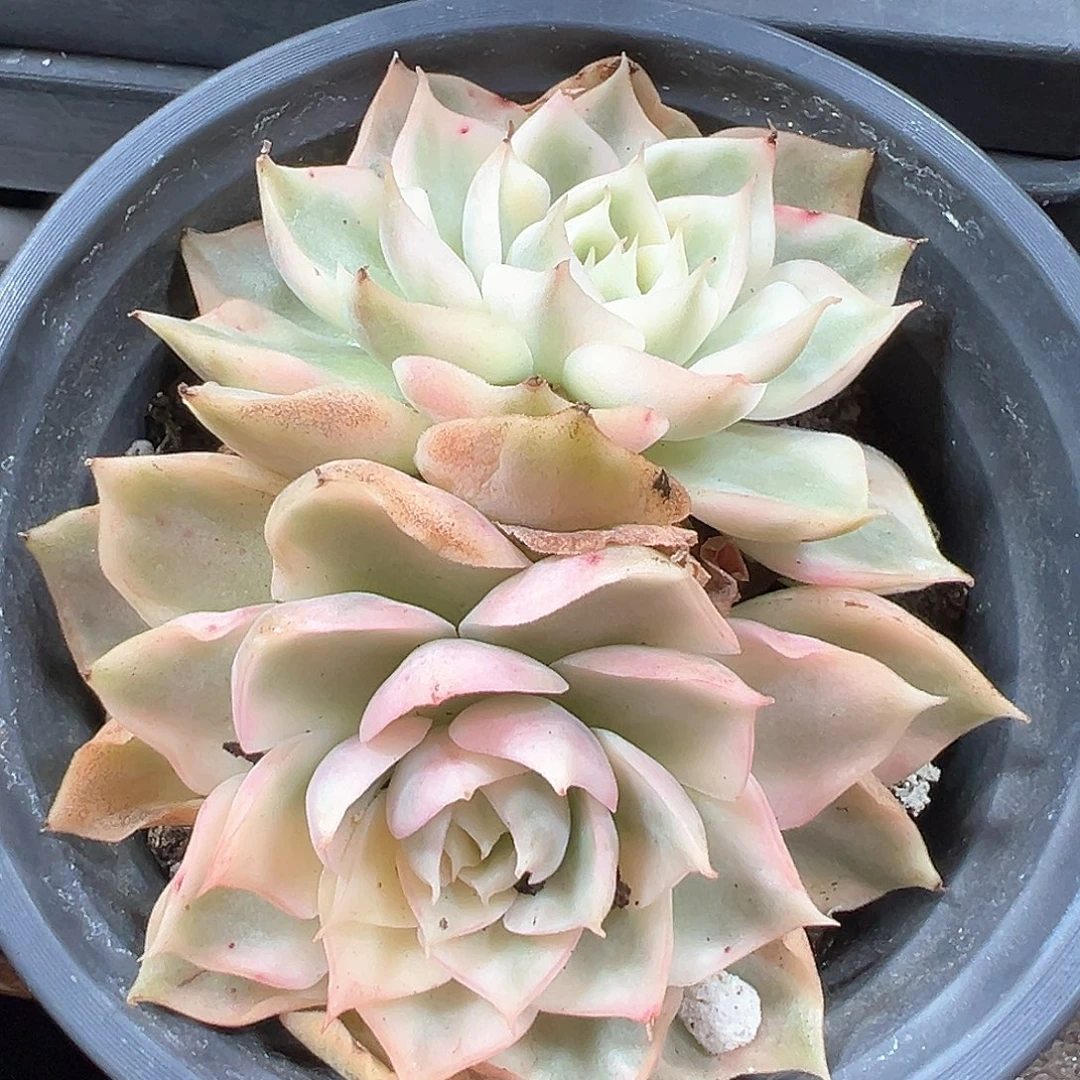 沙漠玫瑰锦 小方花圃一物一拍