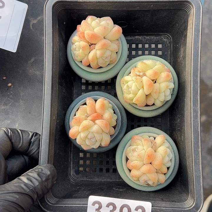 3393，四个三头冰玉带盆发