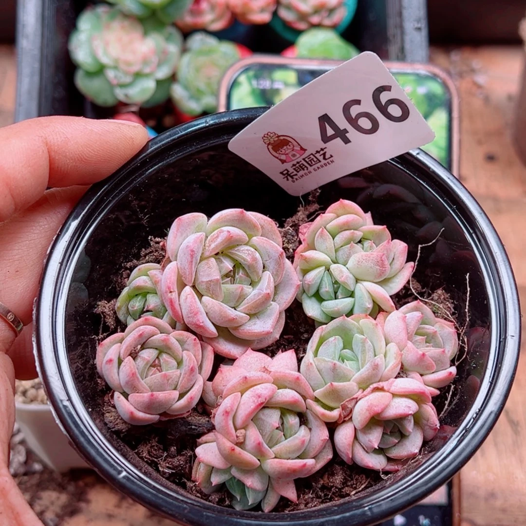 多肉植物多肉植物