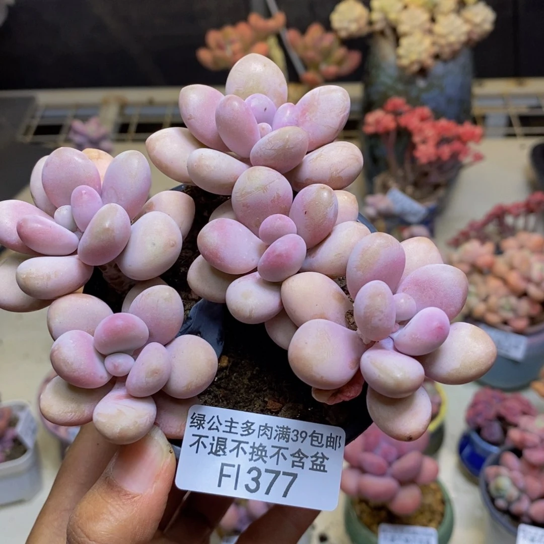 377糖果桃蛋多肉9c m