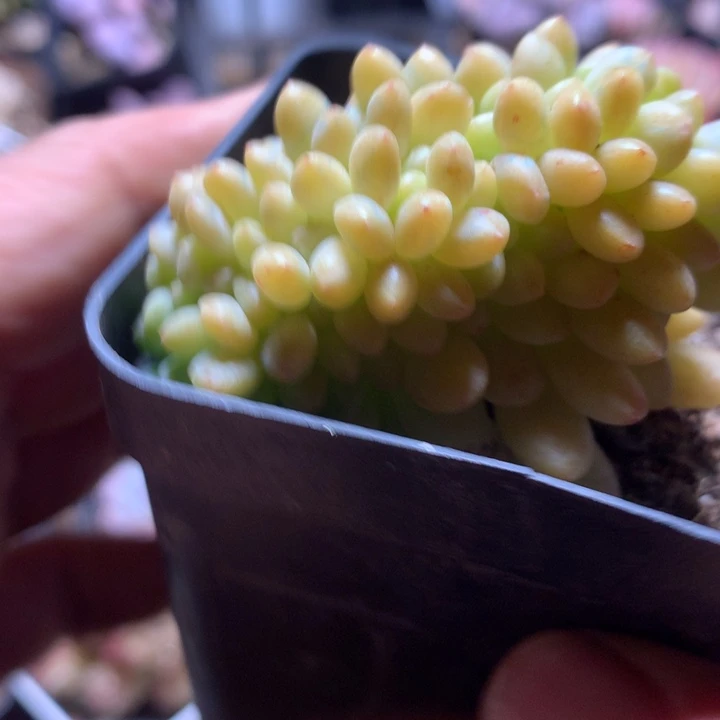 香格里拉缀一物一拍