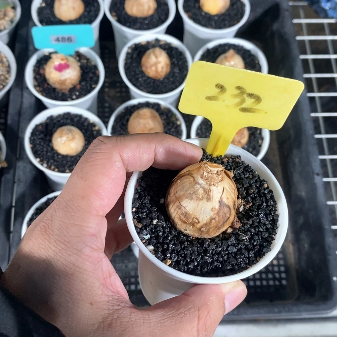 蕾丝边灯台百合一个