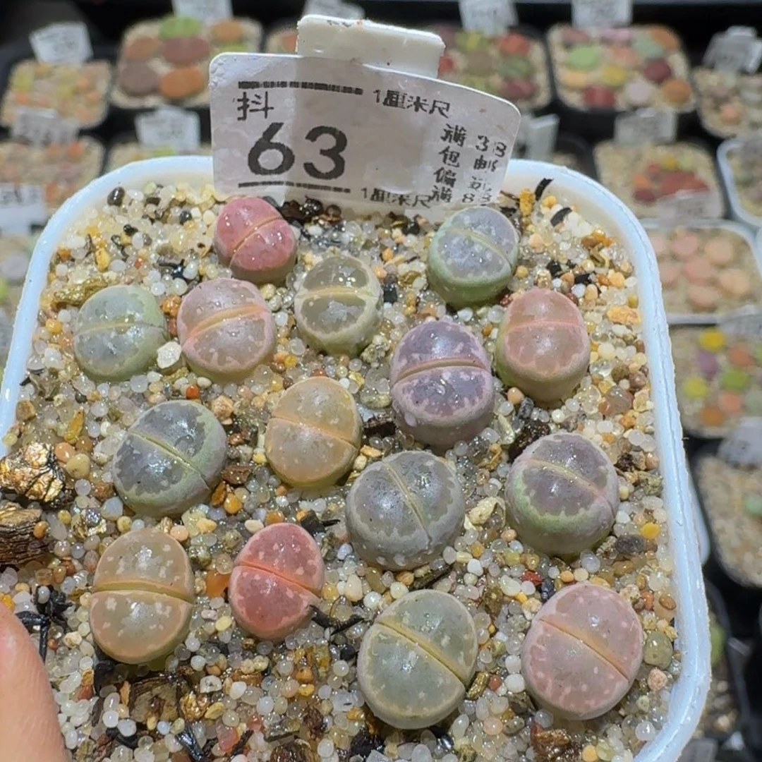 Ssss精品生石花63