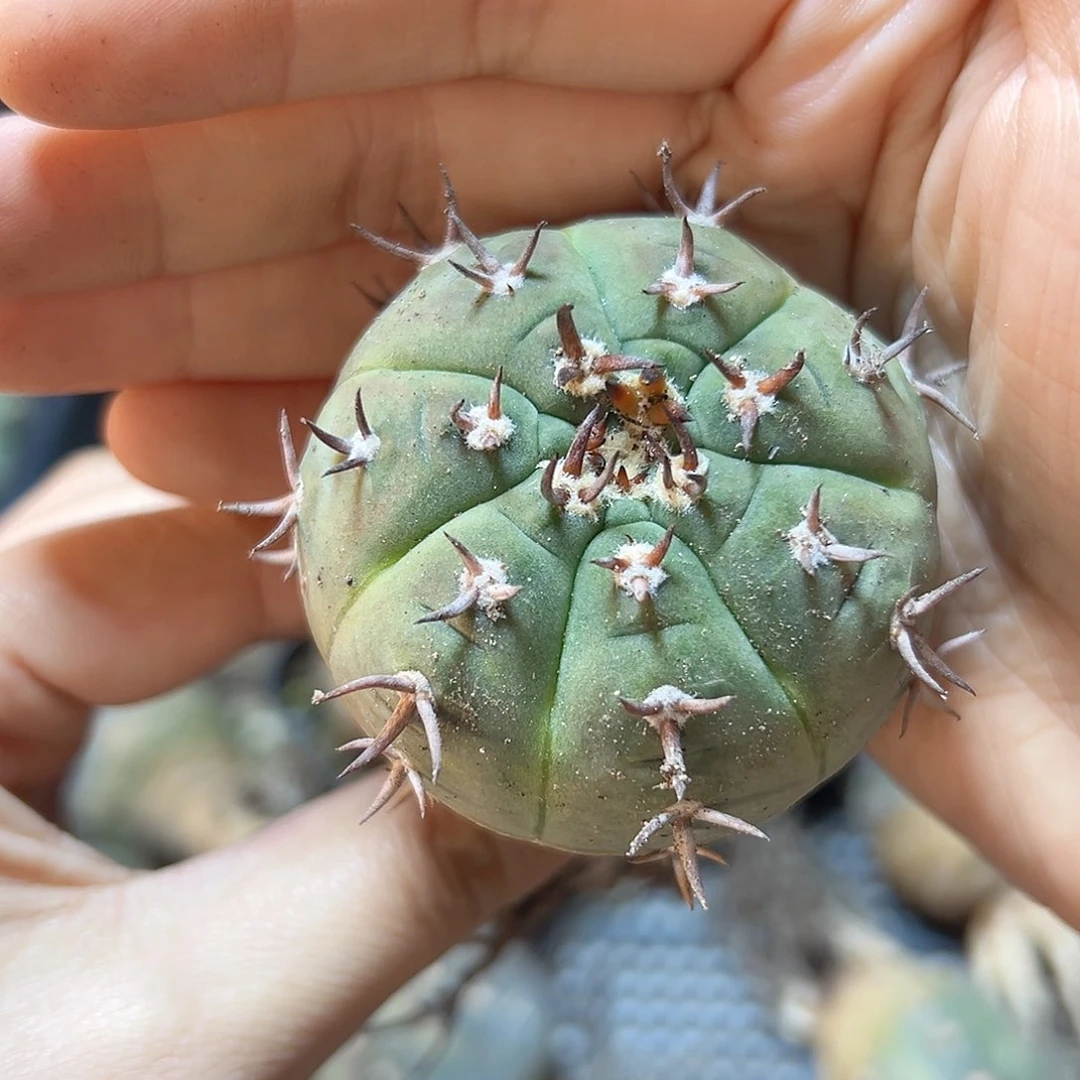 实生猫爪4.7公分