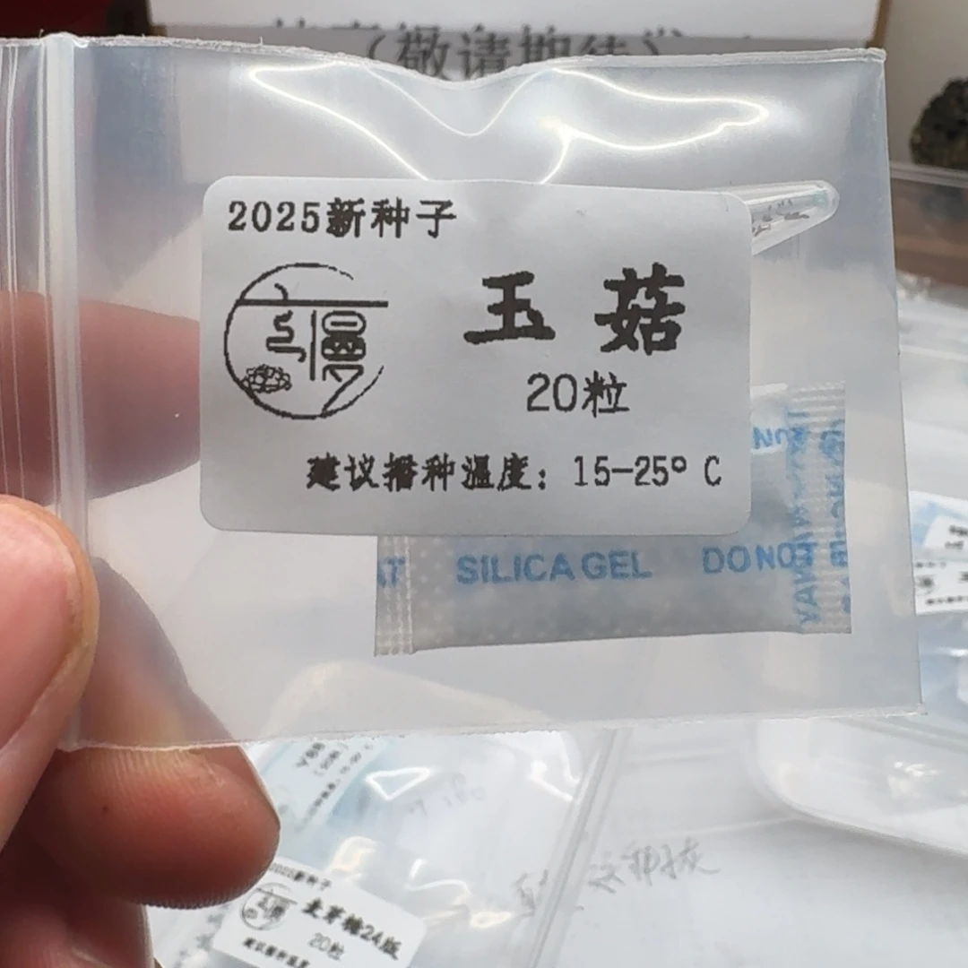 如图糖心珍妮种子玉菇20粒不包出芽率
