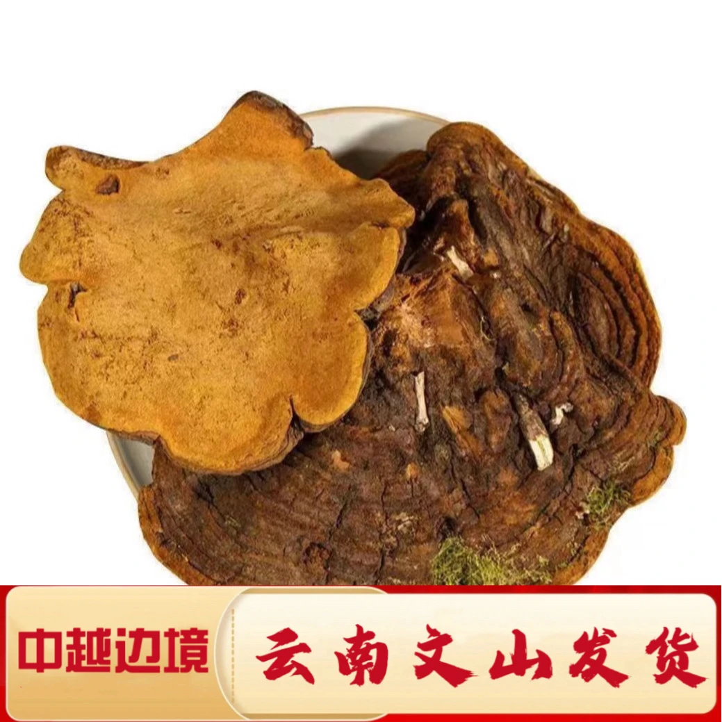 一村一品，山野好货——桑黄