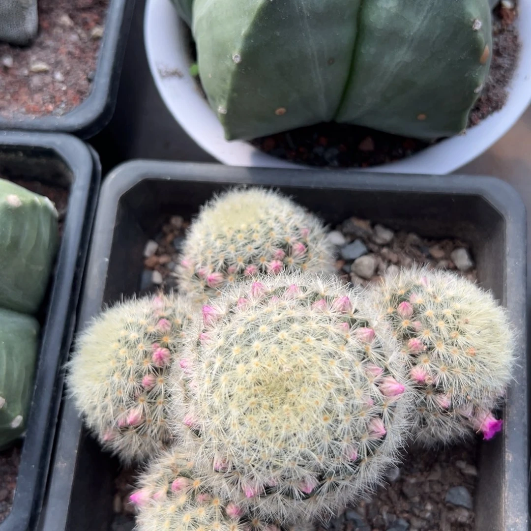 嘉文丸随机一颗。