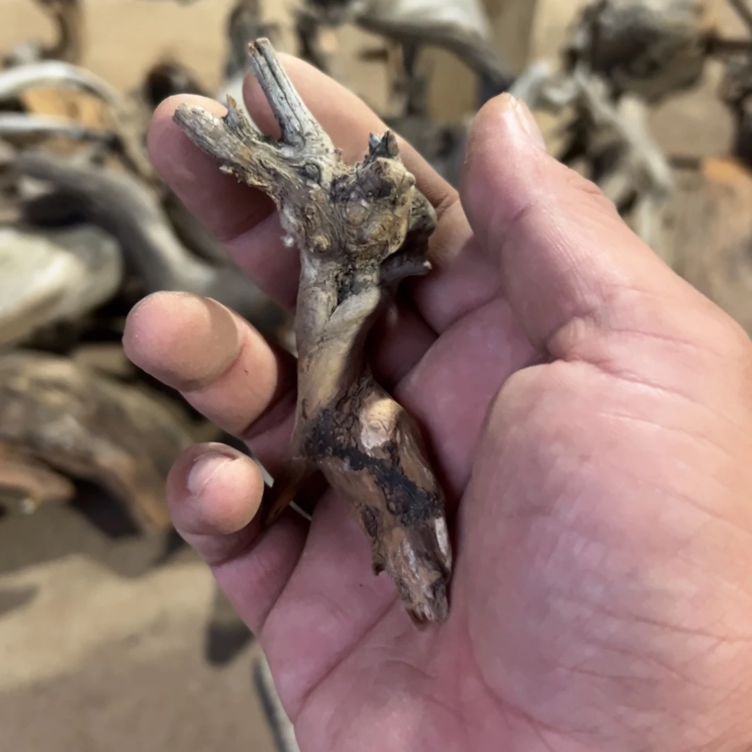 苏***猪柏木（崖柏）文玩根雕