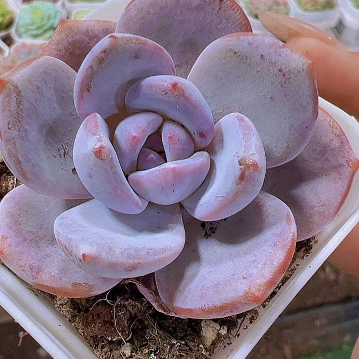 韩版奶茶2盆5.5厘米盆