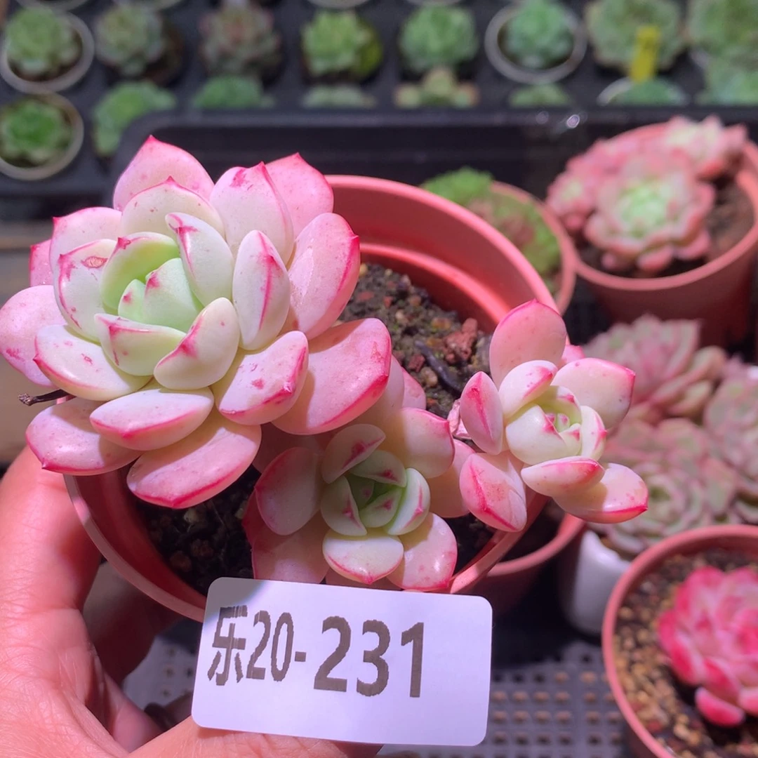 乐然20-231 香草群