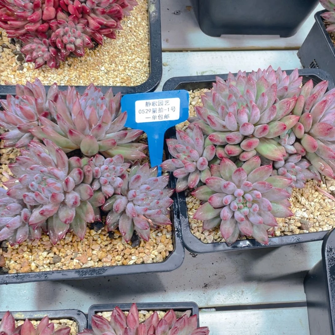 0529-1-开播福利大群老桩羽毛体虞美人一颗