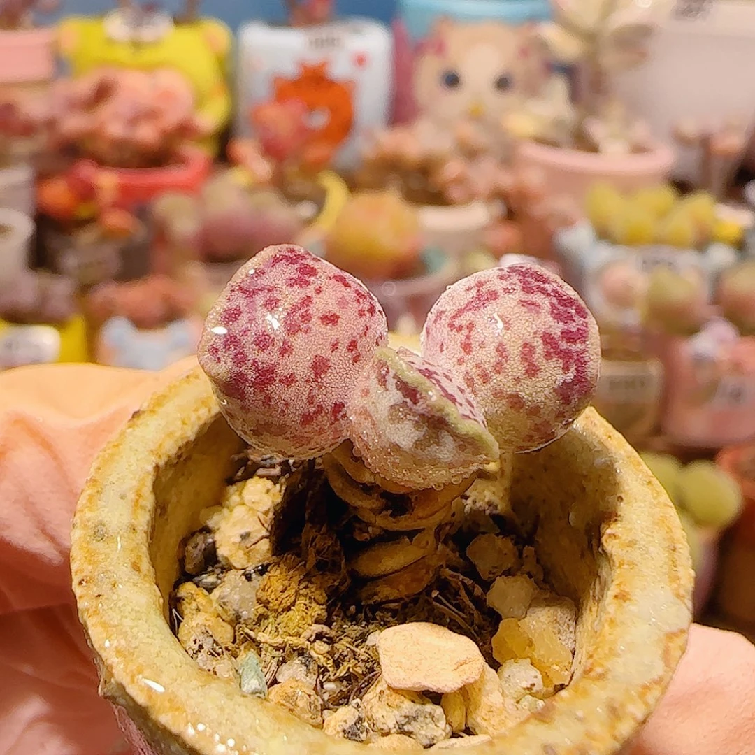 T可爱猫耳海豹盆口2cm