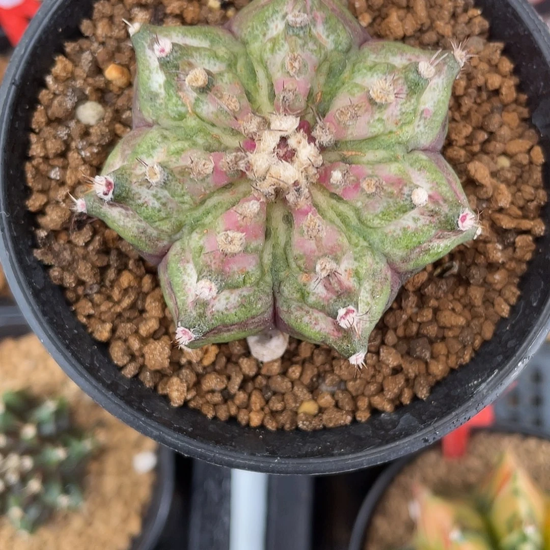 1-123海神实生4.7厘米