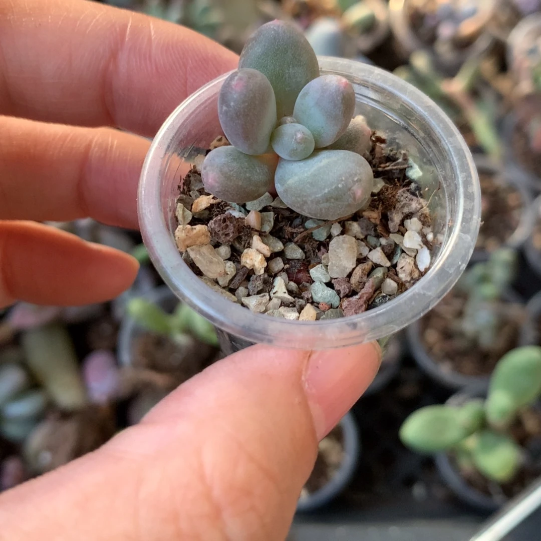 彩虹和高后给哈更尴尬