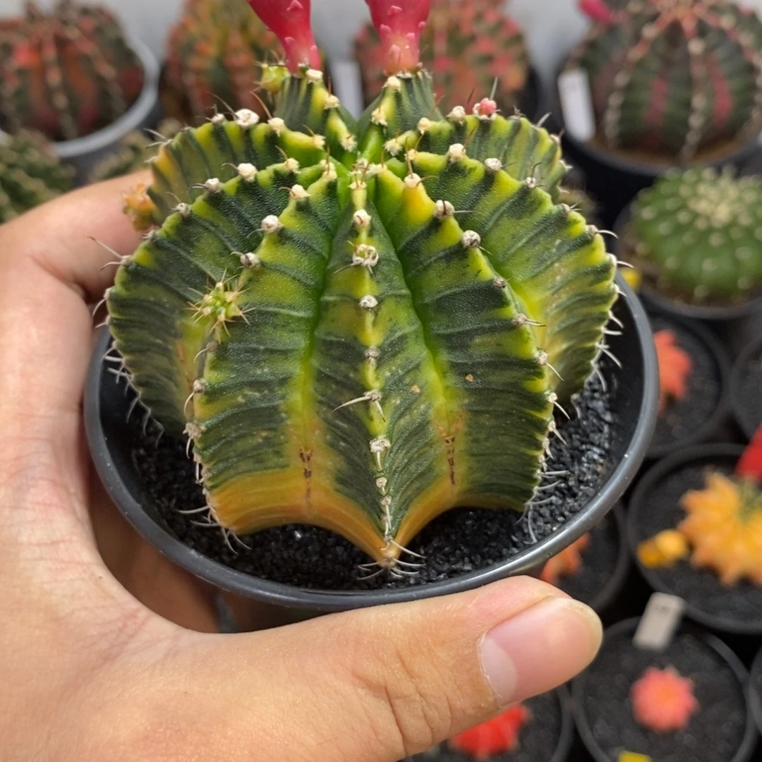 泰系全品米哈—带盆土发货9