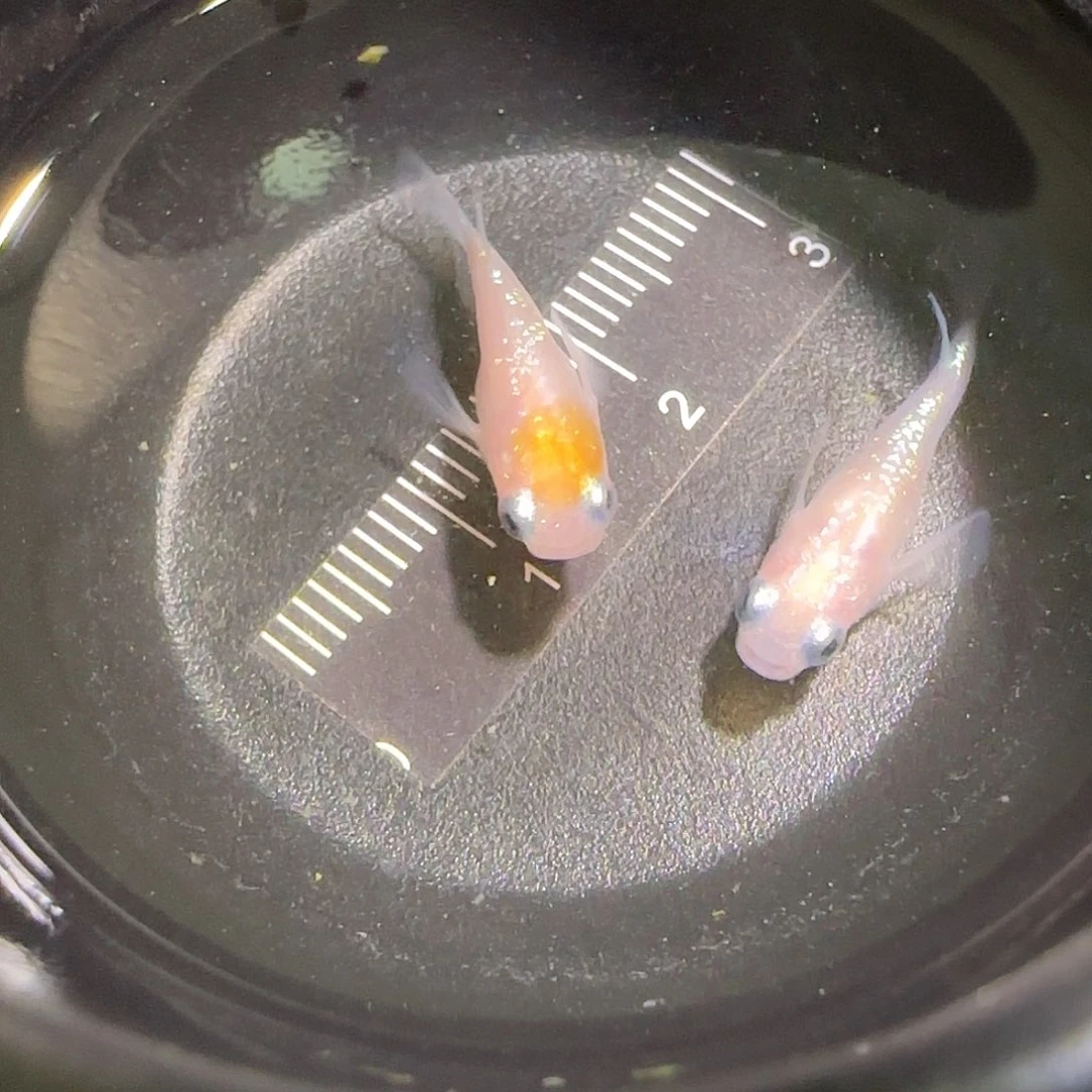 青鳉鱼观背青鱂一物一拍87