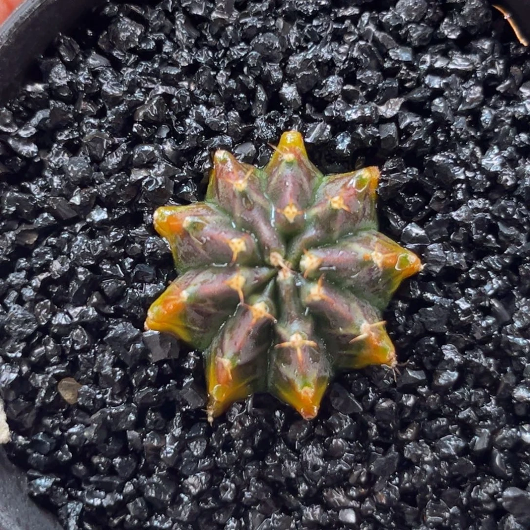 金灿灿 萨拉曼尼 米哈仙人球