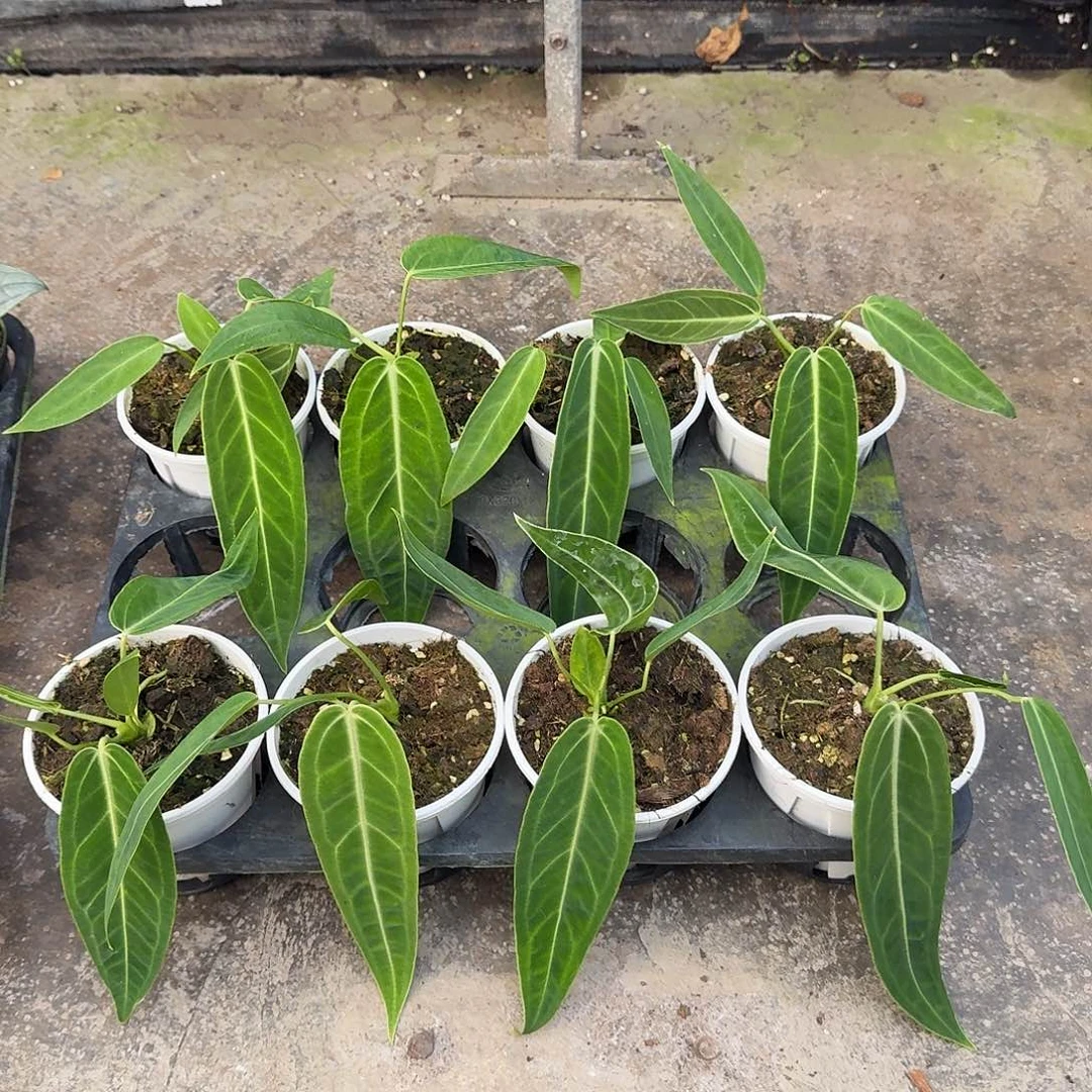 完全开放火鹤后可挑选