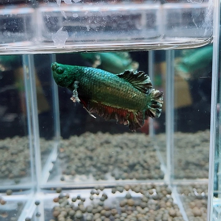 芬***达斗鱼蓝18号绣球将军