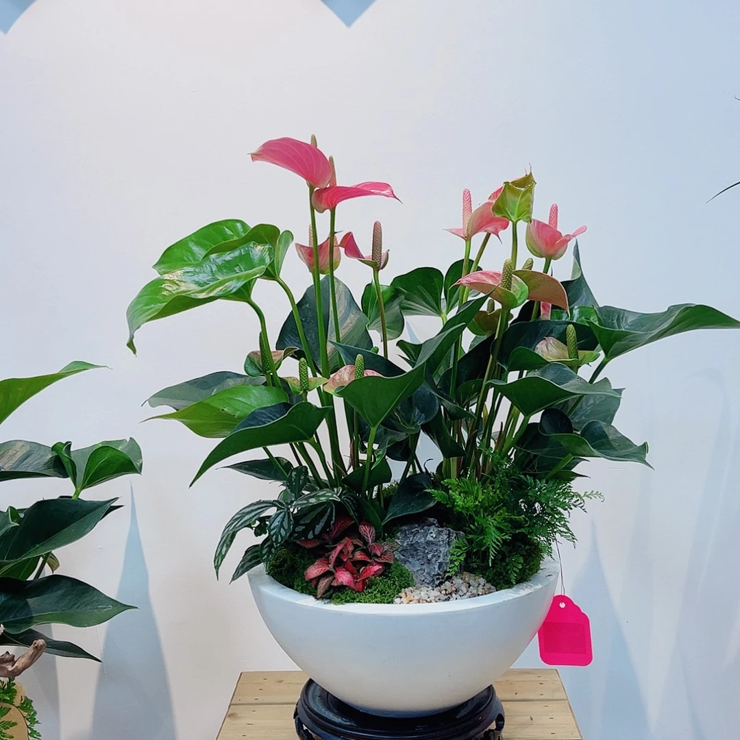 无花朵一物一拍粉掌