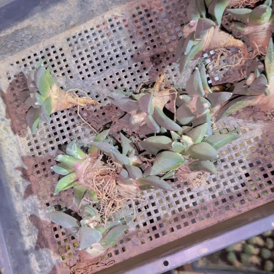 块根植物块根植物块根