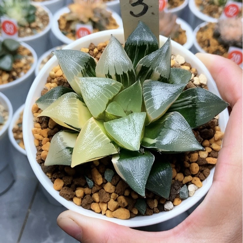 【闪购商品】浪**鹤3大海克锦