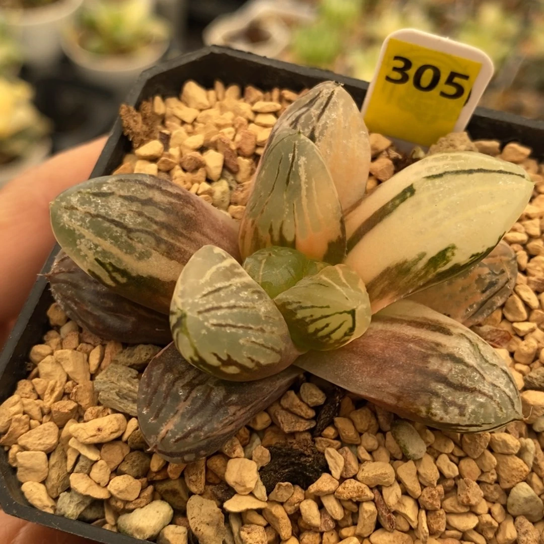 305号玉潭寿锦多肉